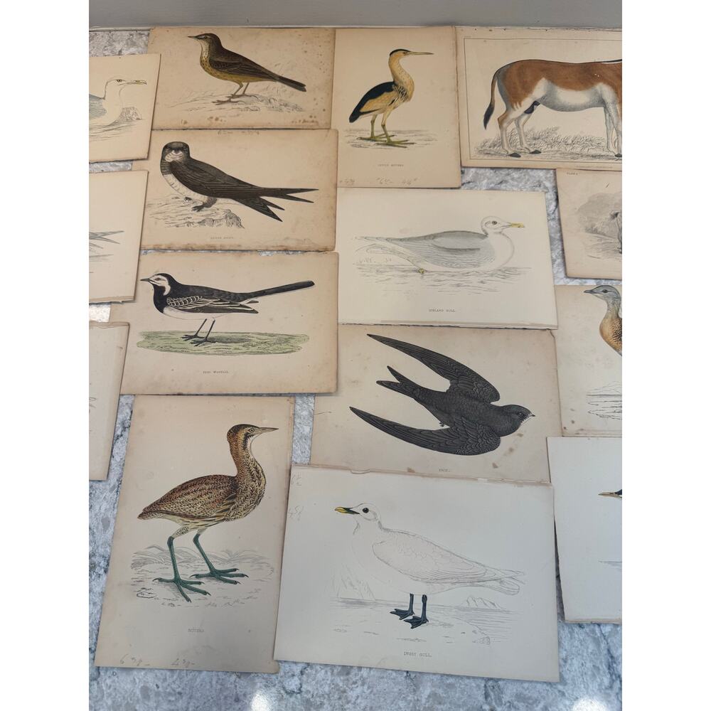 Collection of 15 Antique Ornithological & Natural History Prints Various Animals - Picture 3 of 13